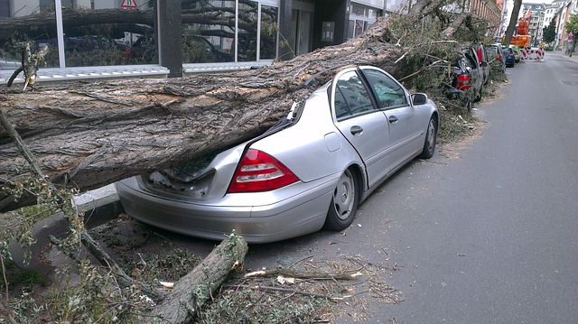 padlý strom na auto.jpg