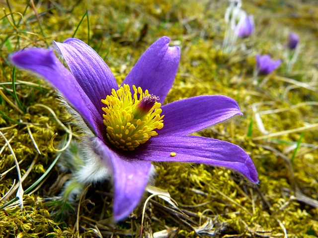 fialový květ