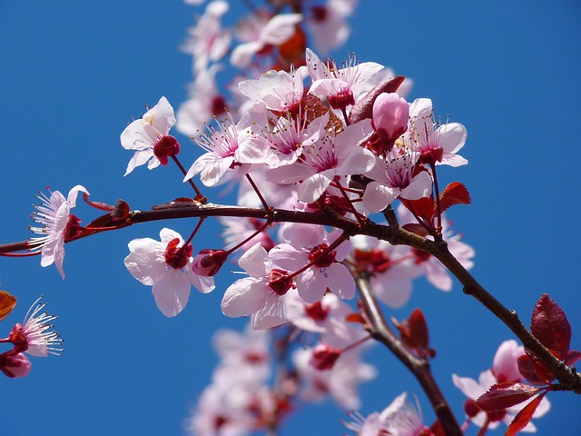 mandlový květ