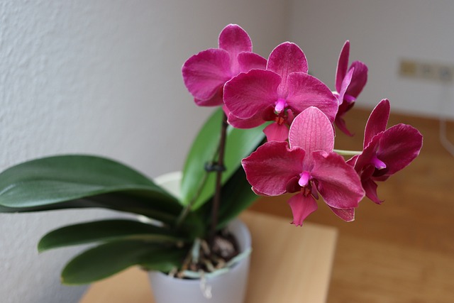 orchidej na schodech